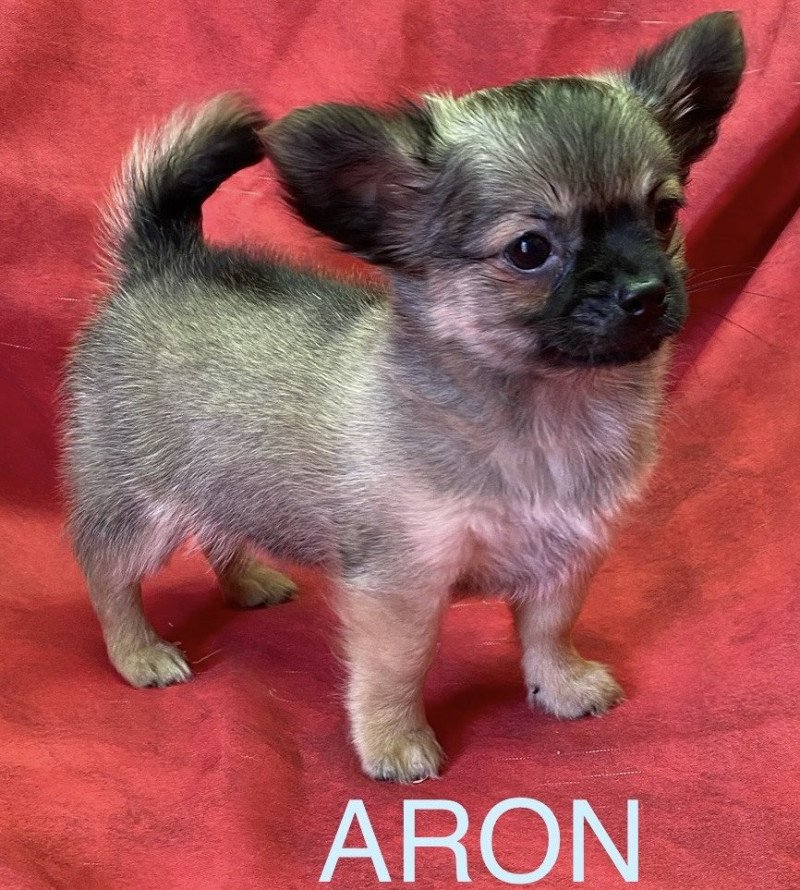 ARON chihuahua pl Mâle Chihuahua Poil Long