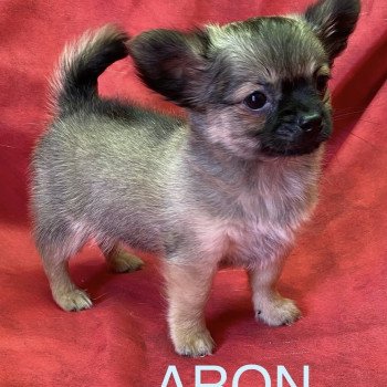 chiot Chihuahua Poil Long ARON chihuahua pl Domaine de la Chantelaie chiot Chihuahua Poil Long ARON chihuahua pl Domaine de la Chantelaie