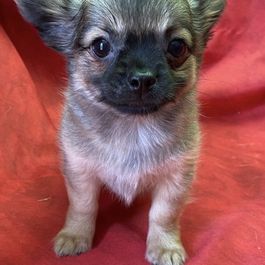 chiot Chihuahua Poil Long ARON chihuahua pl Domaine de la Chantelaie