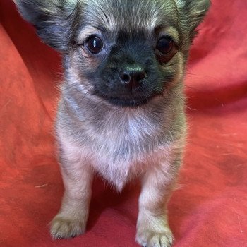 chiot Chihuahua Poil Long ARON chihuahua pl Domaine de la Chantelaie chiot Chihuahua Poil Long ARON chihuahua pl Domaine de la Chantelaie