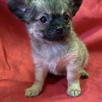chiot Chihuahua Poil Long ARON chihuahua pl Domaine de la Chantelaie chiot Chihuahua Poil Long ARON chihuahua pl Domaine de la Chantelaie