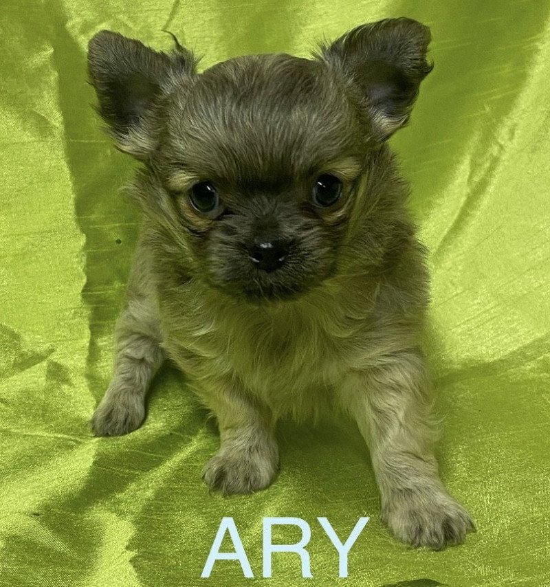 ARY chihuahua à réserver Mâle Chihuahua Poil Long