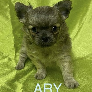 chiot Chihuahua Poil Long ARY chihuahua à réserver Domaine de la Chantelaie