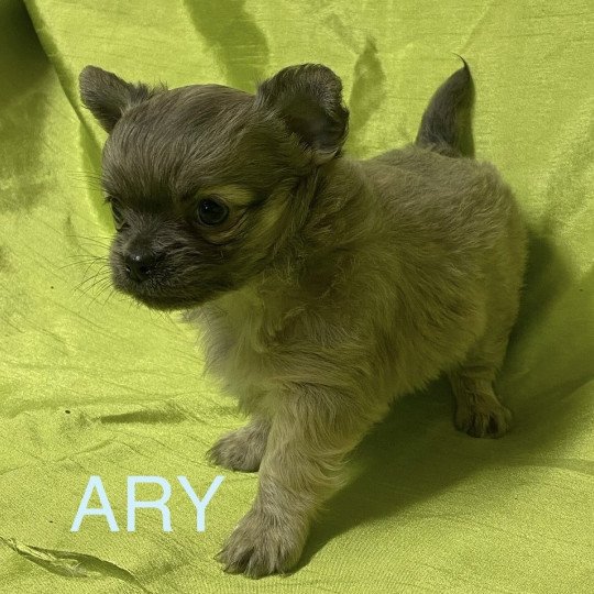 chiot Chihuahua Poil Long ARY chihuahua à réserver Domaine de la Chantelaie