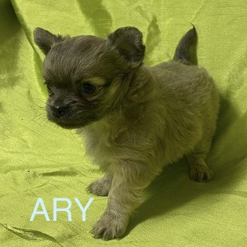 chiot Chihuahua Poil Long ARY chihuahua à réserver Domaine de la Chantelaie