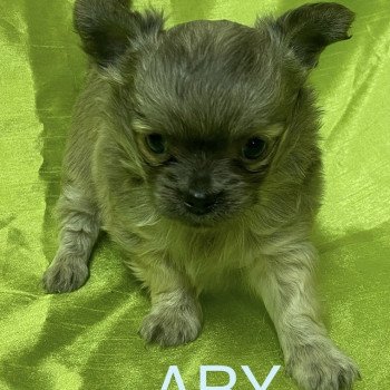 chiot Chihuahua Poil Long ARY chihuahua à réserver Domaine de la Chantelaie