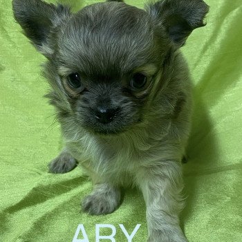 chiot Chihuahua Poil Long ARY chihuahua à réserver Domaine de la Chantelaie