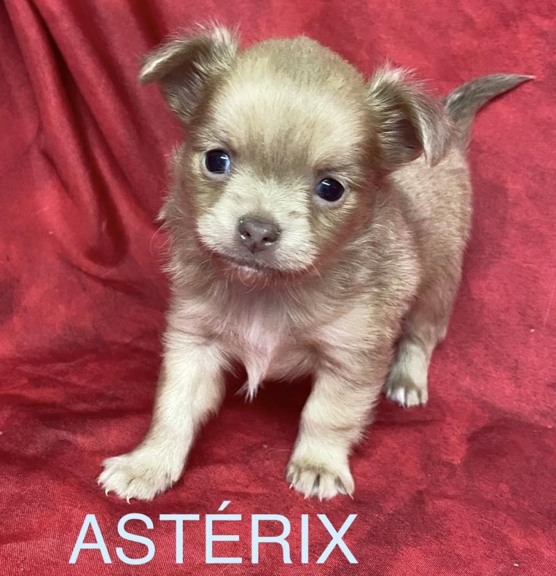 ASTERIX chihuahua à réserver Mâle Chihuahua Poil Long