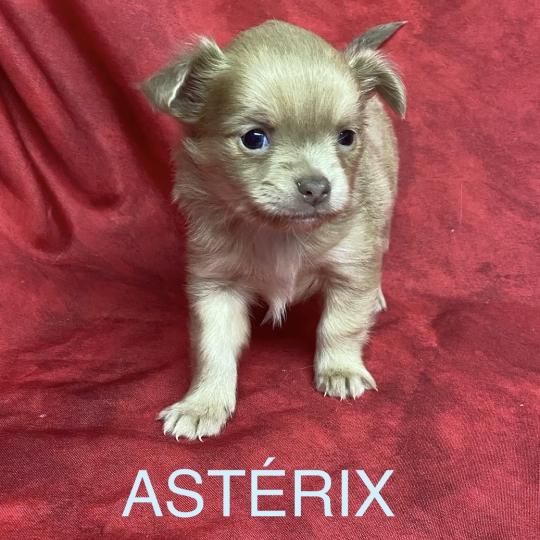 chiot Chihuahua Poil Long ASTERIX chihuahua à réserver Domaine de la Chantelaie