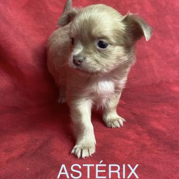 chiot Chihuahua Poil Long ASTERIX chihuahua à réserver Domaine de la Chantelaie