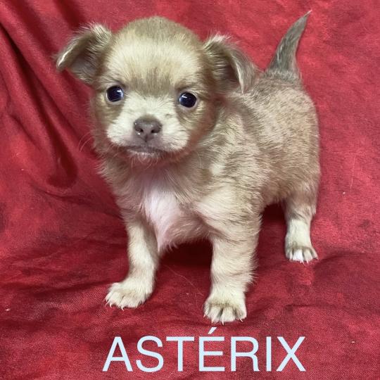 chiot Chihuahua Poil Long ASTERIX chihuahua à réserver Domaine de la Chantelaie