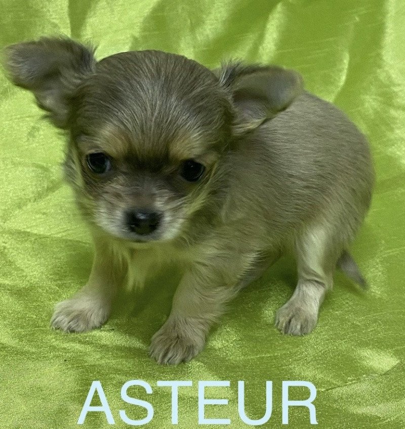 ASTEUR chihuahua à réserver Mâle Chihuahua Poil Long