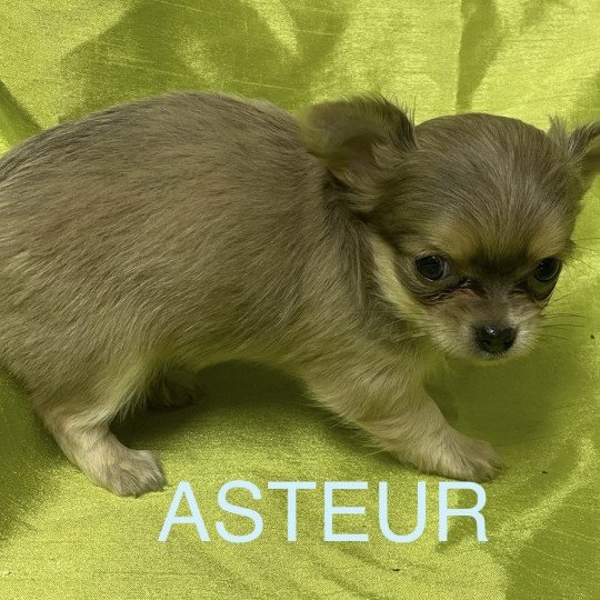 chiot Chihuahua Poil Long ASTEUR chihuahua à réserver Domaine de la Chantelaie