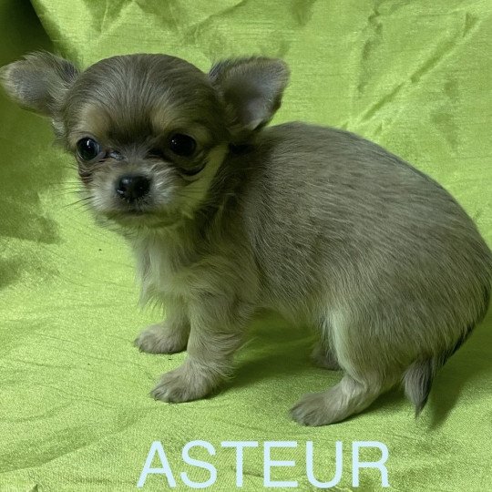 chiot Chihuahua Poil Long ASTEUR chihuahua à réserver Domaine de la Chantelaie