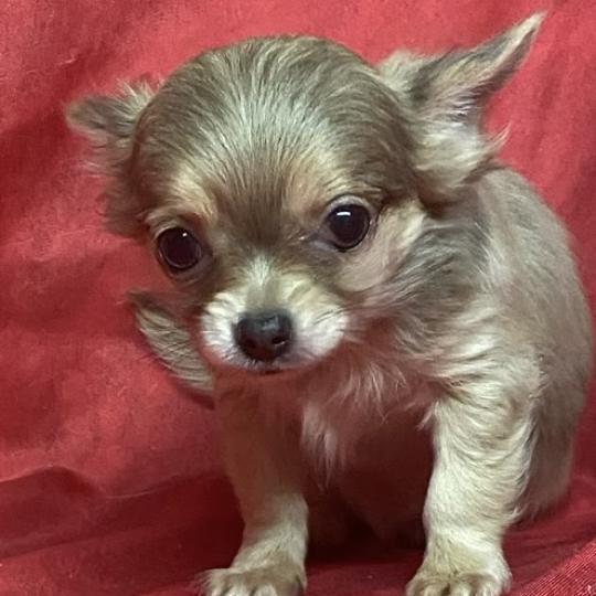 ASTEUR chihuahua à réserver Mâle Chihuahua Poil Long