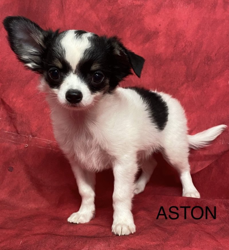 ASTON chihuahua pl Mâle Chihuahua Poil Long