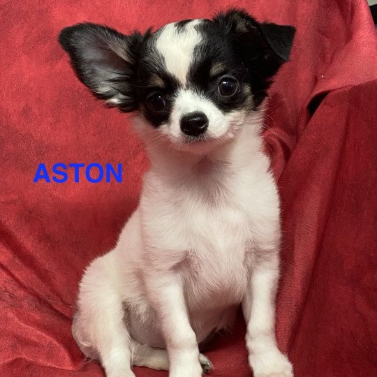 chiot Chihuahua Poil Long ASTO chihuahua pl Domaine de la Chantelaie
