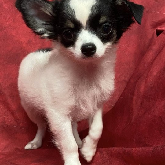 chiot Chihuahua Poil Long ASTO chihuahua pl Domaine de la Chantelaie