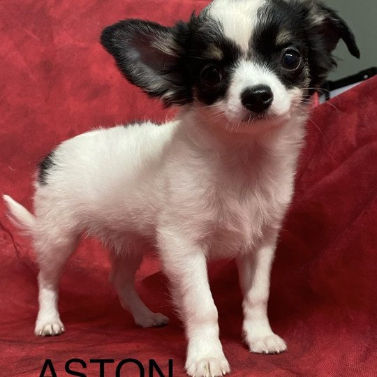 chiot Chihuahua Poil Long ASTO chihuahua pl Domaine de la Chantelaie