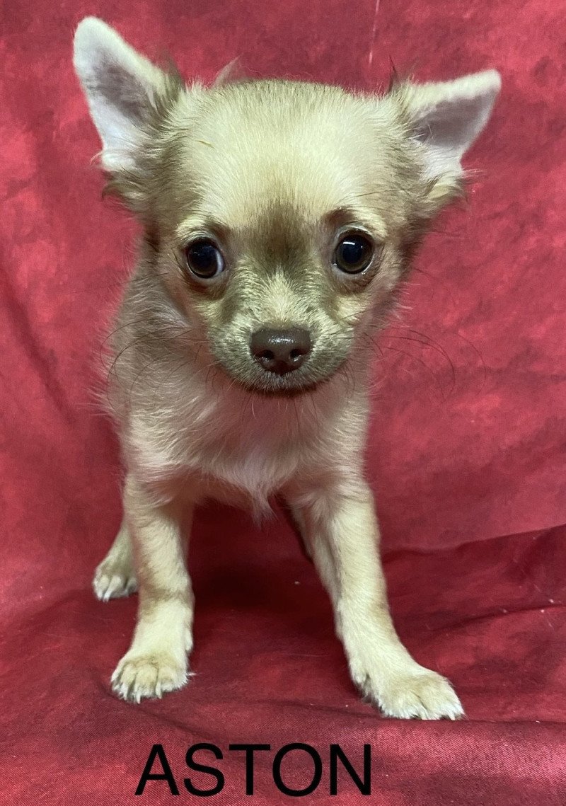 ASTON chihuahua Mâle Chihuahua Poil Long