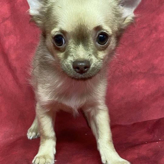 chiot Chihuahua Poil Long ASTON chihuahua Domaine de la Chantelaie