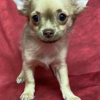 chiot Chihuahua Poil Long ASTON chihuahua Domaine de la Chantelaie chiot Chihuahua Poil Long ASTON chihuahua Domaine de la Chantelaie