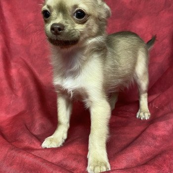 chiot Chihuahua Poil Long ASTON chihuahua Domaine de la Chantelaie chiot Chihuahua Poil Long ASTON chihuahua Domaine de la Chantelaie