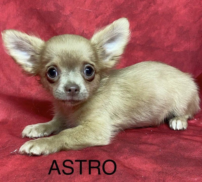 ASTRO chihuahua Mâle Chihuahua Poil Long