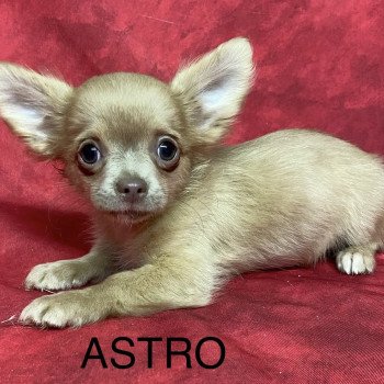 chiot Chihuahua Poil Long ASTRO chihuahua Domaine de la Chantelaie chiot Chihuahua Poil Long ASTRO chihuahua Domaine de la Chantelaie