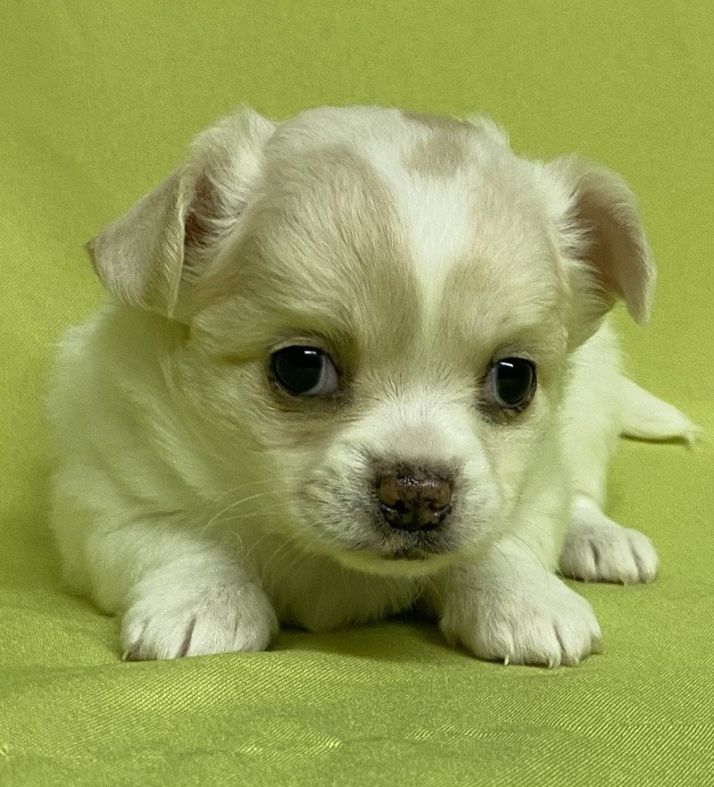 ATHINA chihuahua à réserver Femelle Chihuahua Poil Long