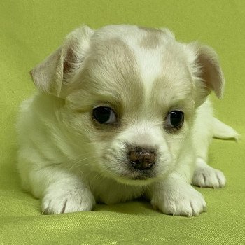 chiot Chihuahua Poil Long ATHENA chihuahua à réserver Domaine de la Chantelaie