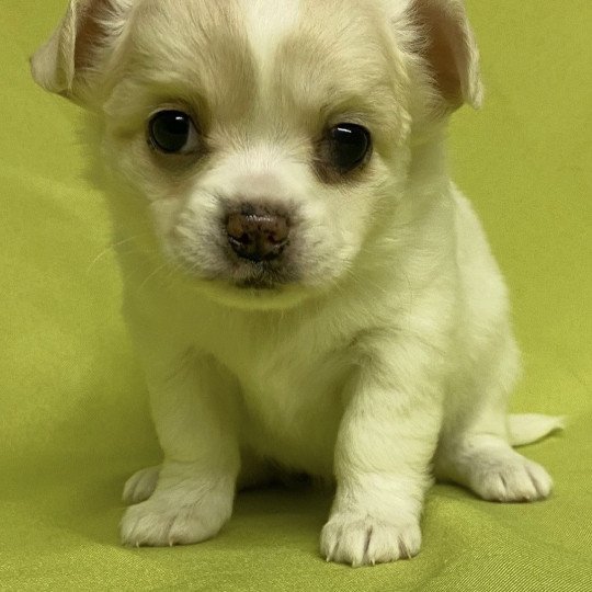 chiot Chihuahua Poil Long ATHENA chihuahua à réserver Domaine de la Chantelaie