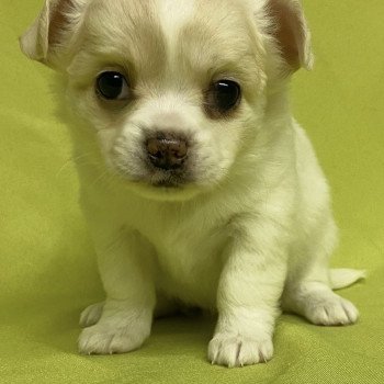 chiot Chihuahua Poil Long ATHENA chihuahua à réserver Domaine de la Chantelaie