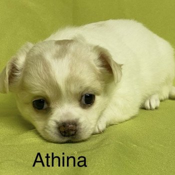 chiot Chihuahua Poil Long ATHENA chihuahua à réserver Domaine de la Chantelaie