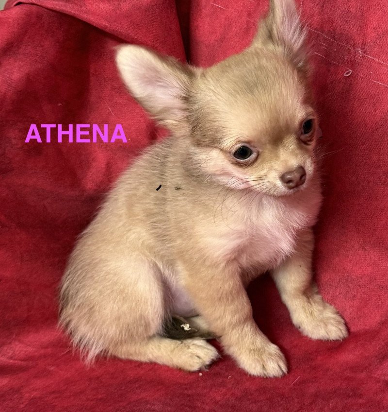 ATHENA chihuahua pl Femelle Chihuahua Poil Long