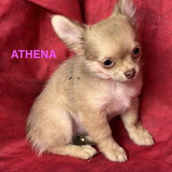 chiot Chihuahua Poil Long ATHENA chihuahua pl Domaine de la Chantelaie