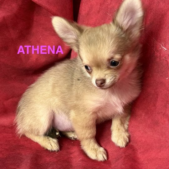 chiot Chihuahua Poil Long ATHENA chihuahua pl Domaine de la Chantelaie