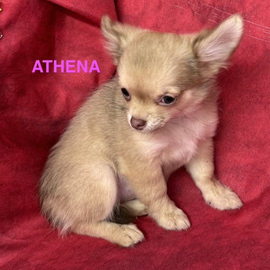 chiot Chihuahua Poil Long ATHENA chihuahua pl Domaine de la Chantelaie