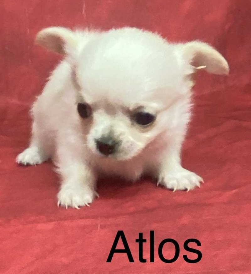 ATLOS chihuahua à réserver Mâle Chihuahua Poil Long