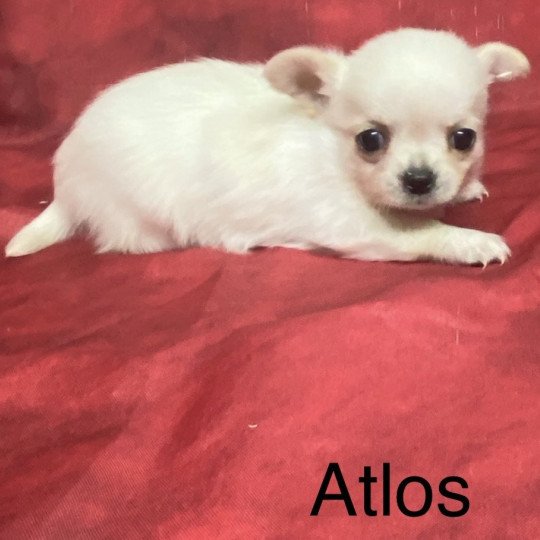 chiot Chihuahua Poil Long ATLOS chihuahua à réserver Domaine de la Chantelaie