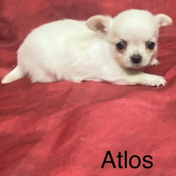 chiot Chihuahua Poil Long ATLOS chihuahua à réserver Domaine de la Chantelaie