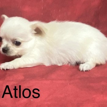 chiot Chihuahua Poil Long ATLOS chihuahua à réserver Domaine de la Chantelaie