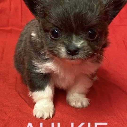 chiot Chihuahua Poil Long AULKIE mini chihuahua à réserver Domaine de la Chantelaie
