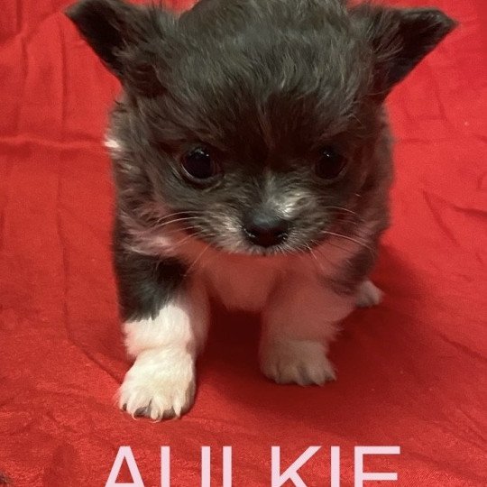 chiot Chihuahua Poil Long AULKIE mini chihuahua à réserver Domaine de la Chantelaie