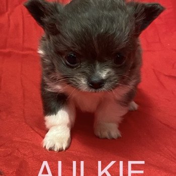 chiot Chihuahua Poil Long AULKIE mini chihuahua à réserver Domaine de la Chantelaie