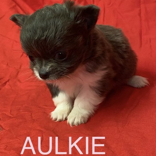 chiot Chihuahua Poil Long AULKIE mini chihuahua à réserver Domaine de la Chantelaie