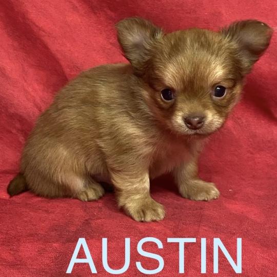 chiot Chihuahua Poil Long AUSTIN chihuahua à réserver Domaine de la Chantelaie