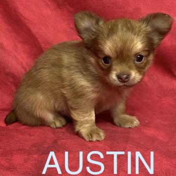 chiot Chihuahua Poil Long AUSTIN chihuahua à réserver Domaine de la Chantelaie