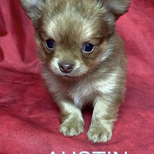 chiot Chihuahua Poil Long AUSTIN chihuahua à réserver Domaine de la Chantelaie