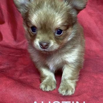 chiot Chihuahua Poil Long AUSTIN chihuahua à réserver Domaine de la Chantelaie